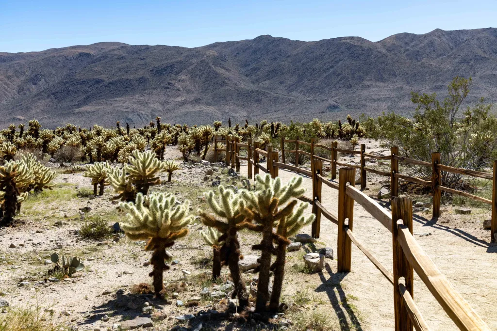 things to do in Joshua Tree